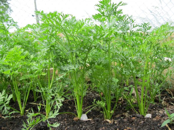 Сроки посадки моркови, как вырастить самую раннюю