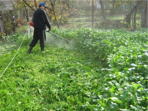 Выращивание сидеральных культур летом.