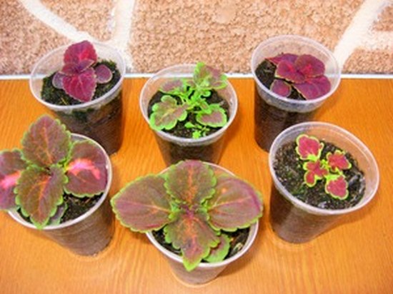 Лучшие 6 комнатных растений, которые можно вырастить из семян
