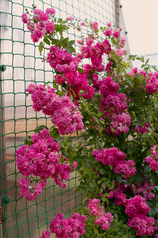 Плетистые розы сорта с фото