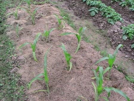 Как посадить и вырастить кукурузу на даче