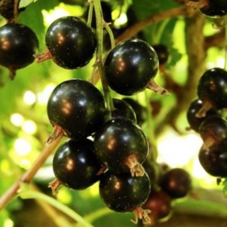 Условия выращивания черной смородины в Средней полосе