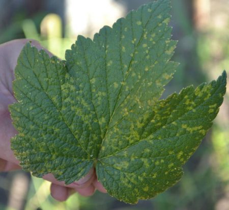 Желтые пятна на листьях смородины - как лечить?