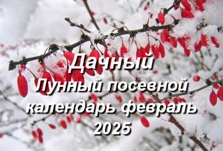 Дачный Лунный календарь для садоводов и огородников на февраль 2025 года