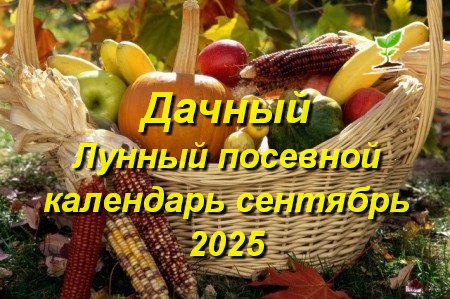 Дачный Лунный календарь для садоводов и огородников на сентябрь 2025 года