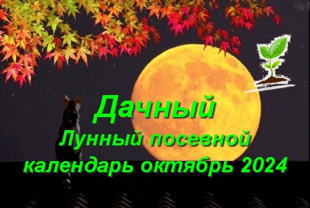 Дачный Лунный посевной календарь на октябрь 2024 года, для садоводов,  огородников, цветоводов (таблица) благоприятные дни | Дачный участок
