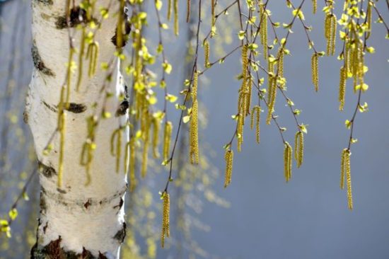 Когда сажать картофель по Лунному календарю в марте, апреле, мае и июне 2025 года