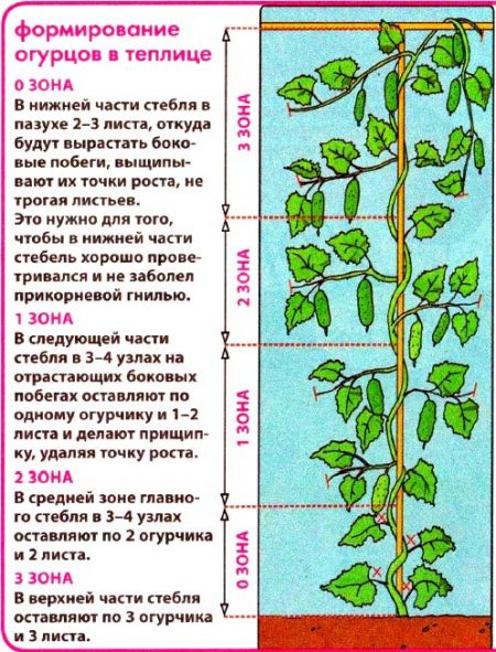 Формирование пучковых огурцов в теплице схема