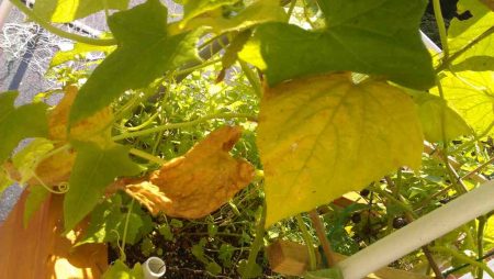 Надо ли обрывать желтые листья у огурцов в теплице