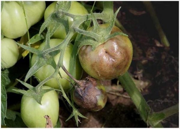 Болезни помидоров: фото, описание и способы лечения