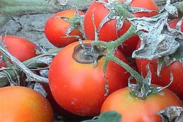 Болезни и вредители томатов: описание и способы лечения