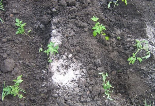 Как правильно посадить помидоры в открытый грунт рассадой фото