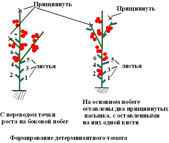 Схема посадки детерминантных томатов в открытом грунте