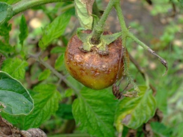 Борьба с фитофторой на помидорах, чем обработать томаты от фитофтороза, 36фото