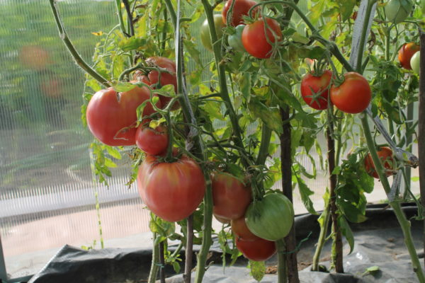 Посадка помидор в теплицу: схема посадки, сорта, уход за рассадой послевысадки, фото