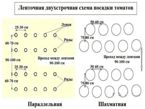 Брокколи схема высадки