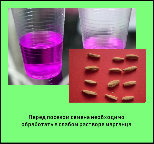 Подготовка семян перед посевом