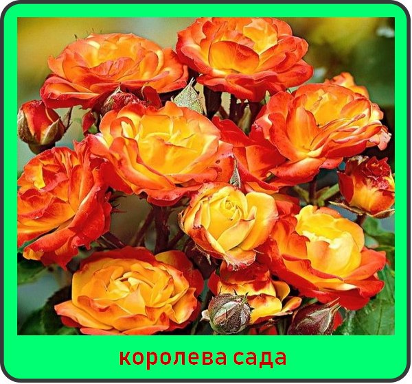 Лучшие сорта роз для Чеченской Республики название фото и описание