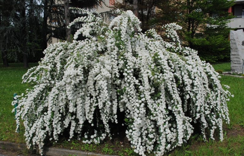 Спиреи фото с названиями