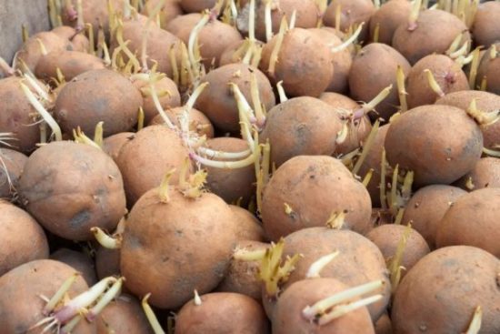 Проращивание клубней картофеля перед посадкой