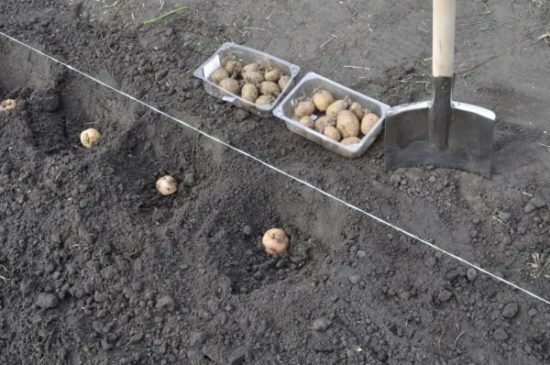 Правильная посадка картофеля весной, особенности ухода и выращивания свесны до осени