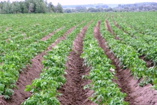 Правильная посадка картофеля весной, особенности ухода и выращивания свесны до осени