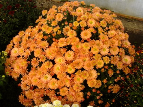 Бранбич Корал (Branbeach Coral)