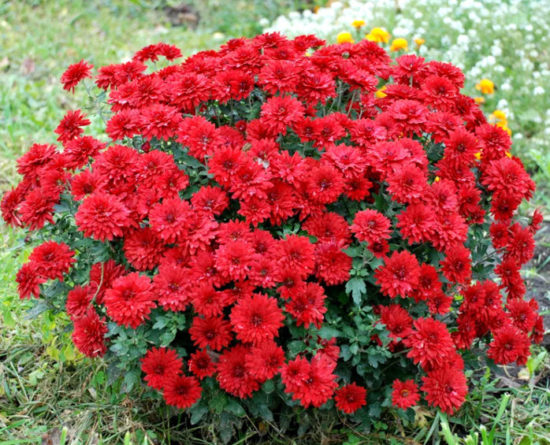 Бранхилл Ред (Branhill Red)