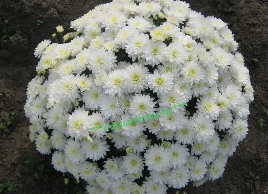 Бранбич Вайт (Branbeach White)