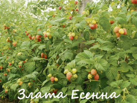 Злата Есенна