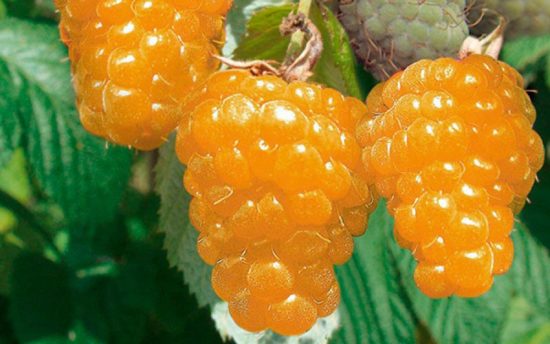 Описание 26 лучших сортов желтой малины с фото и отзывами садоводов