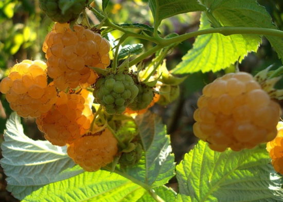 Описание 26 лучших сортов желтой малины с фото и отзывами садоводов