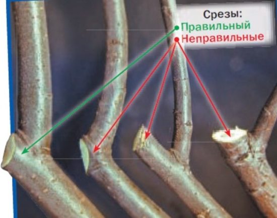 Обрезка на кольцо