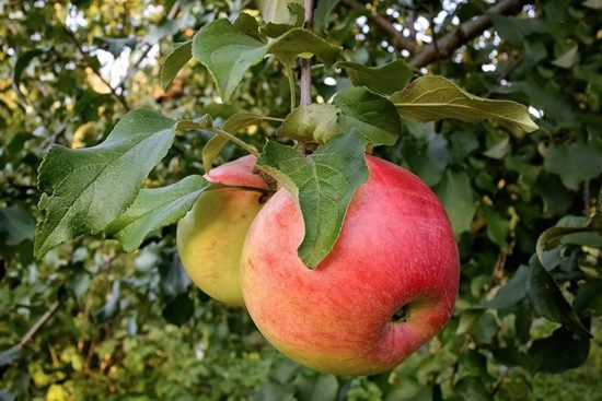 Описание 20 лучших осенних сортов яблок с фото, названиями и отзывамисадоводов