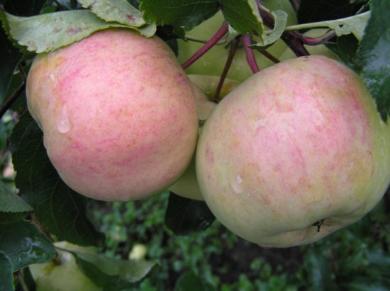 Описание 20 лучших осенних сортов яблок с фото, названиями и отзывамисадоводов