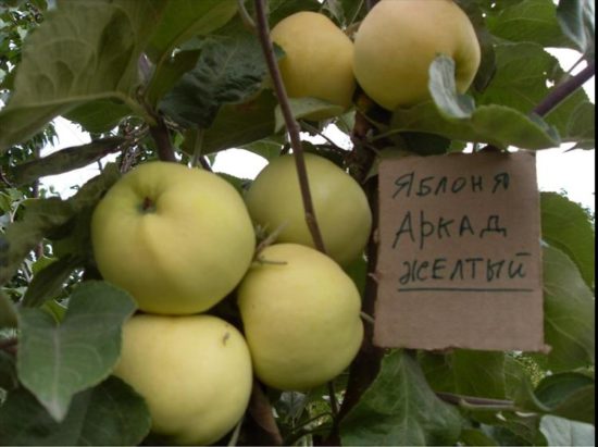 Аркад желтый