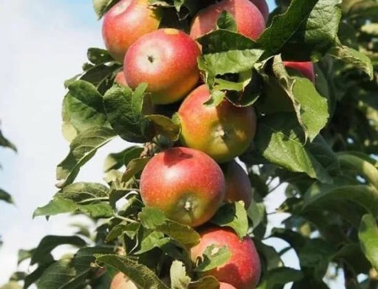 Описание 20 лучших сортов колоновидных яблонь с фото, названиями и отзывами