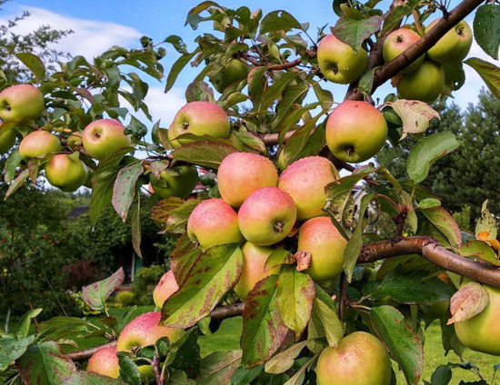 Описание 16 лучших сортов карликовых яблонь с фото, отзывами и названиями