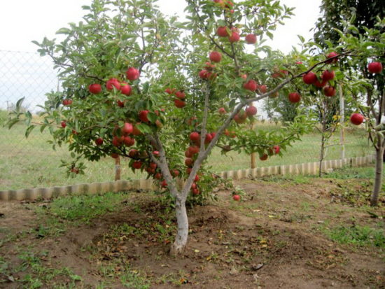 Обзор карликовых сортов яблонь для Подмосковья