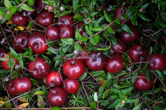 Вишня войлочная посадка и уход, полезные свойства | GreenMarket