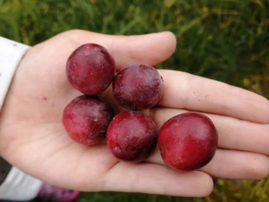 Стивенс (Stivens)