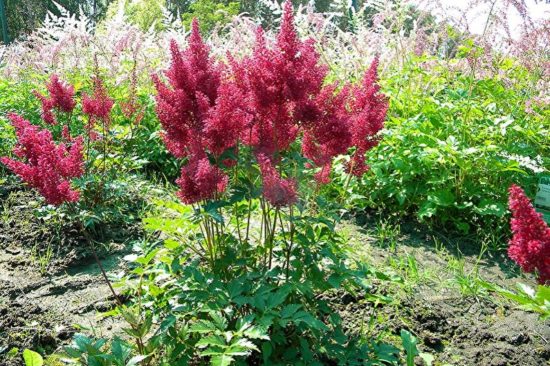 Раздел 1: Японская астильба - красота вашего сада