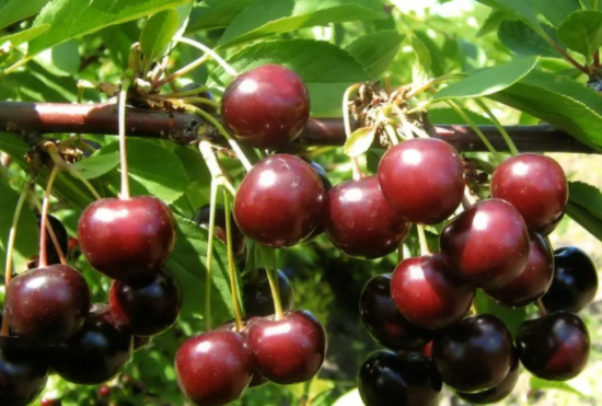 Описание 20 лучших сортов вишни с фото и отзывами