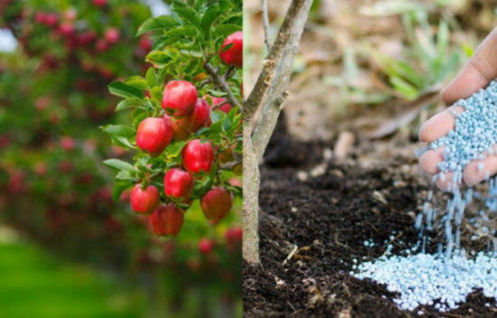 Подкормка яблонь весной, летом и осенью для хорошего урожая Дачный участок