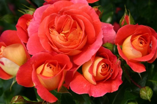 Сорта розы двухцветной