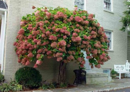 Штамбовые розы и другие деревья — как формировать штамб: 6 комментариев