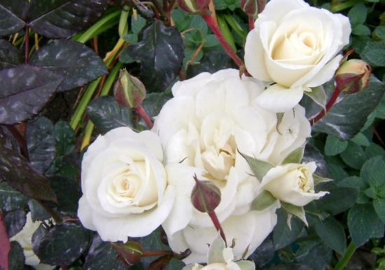 Описание 17 лучших миниатюрных, бордюрных сортов роз с фото и названиями Дачный участок