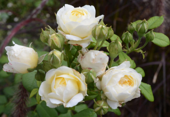Выбор и уход за желтыми пионовидными розами