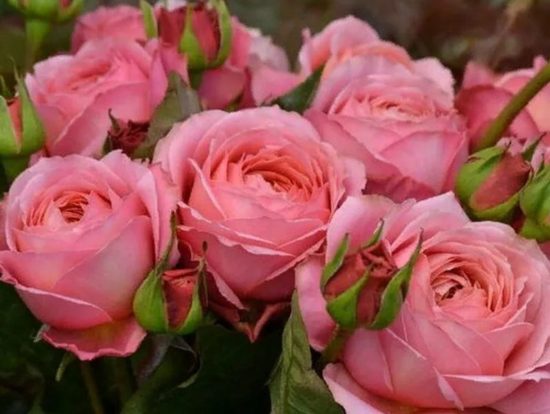 Романтик Антик (Romantic Antike)
