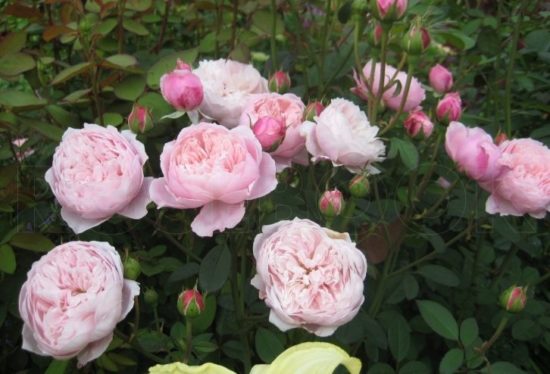 Зе Алнвик Роуз (The Alnwick Rose)